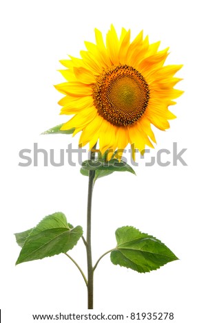 Sunflower. Close-up. Isolated. Studio Royalty-Free Stock Photo #81935278
