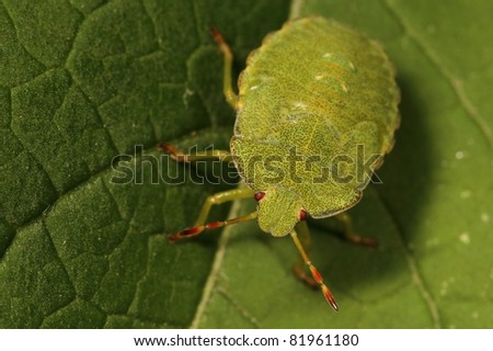 Green shield-bug Royalty-Free Stock Photo #81961180