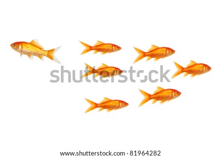 go your own way goldfish concept