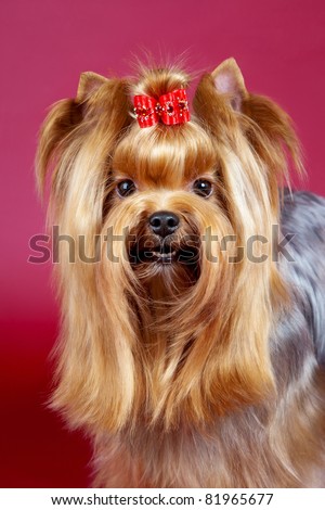 Young Yorkie on dark red background