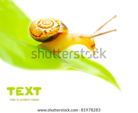 Little snail on the green leaf, macro, isolated on white background
