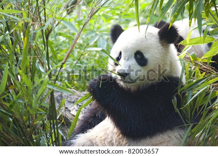 Hungry giant panda bear eating bamboo Royalty-Free Stock Photo #82003657