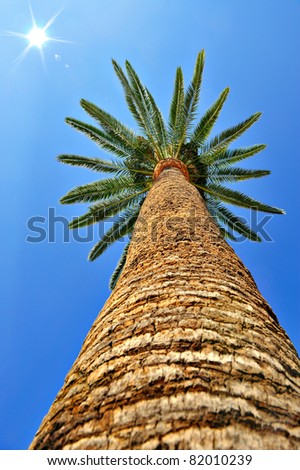 tall palm Tree
