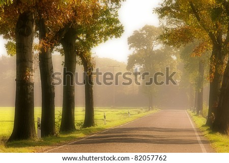 avenue in fall