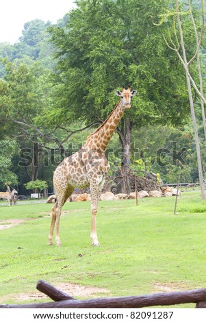 Giraffe at the zoo.