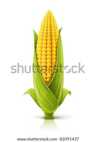 corncob vector illustration isolated on white background Royalty-Free Stock Photo #82091437