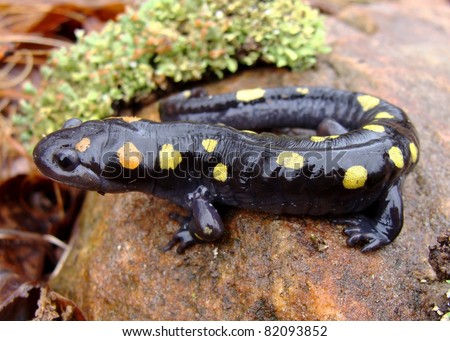 Spotted Salamander, Ambystoma maculatum, one of the most colorful salamanders in the United States