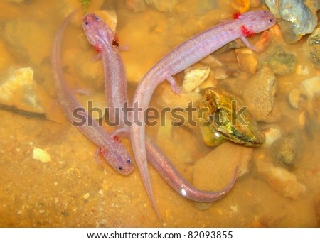 Grotto Salamanders, Eurycea spaelea