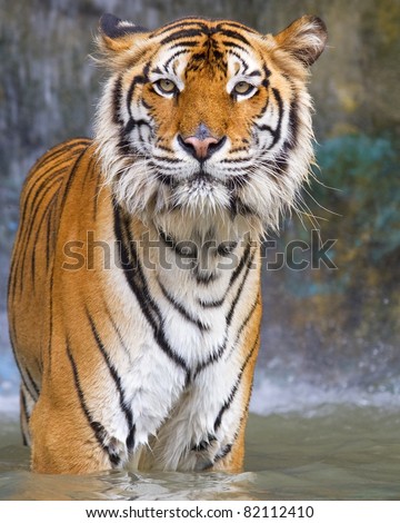 Bengal tiger animal in water.