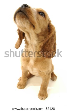 Beagle puppy Royalty-Free Stock Photo #82128