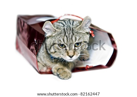 Kitten in a red gift bag.  Concept for giving love, adopting a pet, etc,