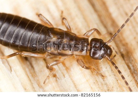 Earwig extreme close up, high magnification