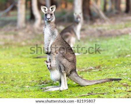 Kangaroo with baby alert