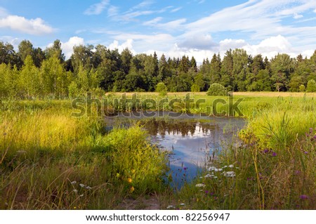 Small forest lake (swamp) in the middle of the forest.