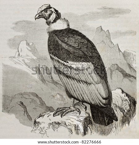 Old illustration of Andean Condor (Vultur gryphus). Created by Kretschmer and Jahrmargt, published on Merveilles de la Nature, Bailliere et fils, Paris, 1878