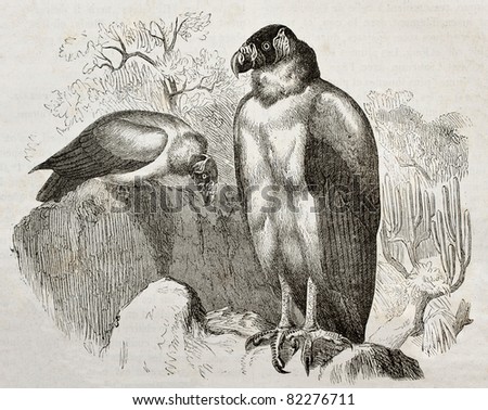 Old illustration of California Condor (Gymnogyps californianus). Created by Kretschmer and Jahrmargt, published on Merveilles de la Nature, Bailliere et fils, Paris, 1878