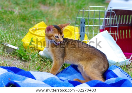 little cat of abyssinian over green grass background