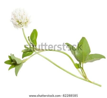 Young flower of white clover isolated on white background Royalty-Free Stock Photo #82288585