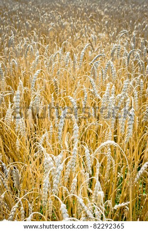 field of golden wheat and blue sky, agricultural field