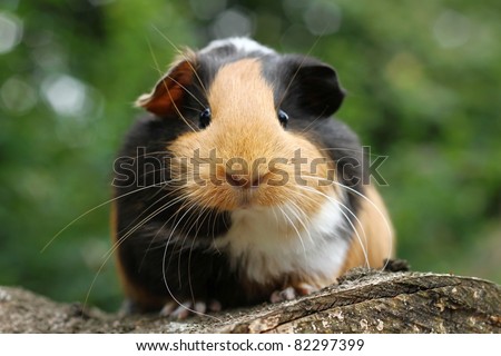 Guinea pig Royalty-Free Stock Photo #82297399