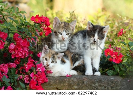 Three kittens Royalty-Free Stock Photo #82297402