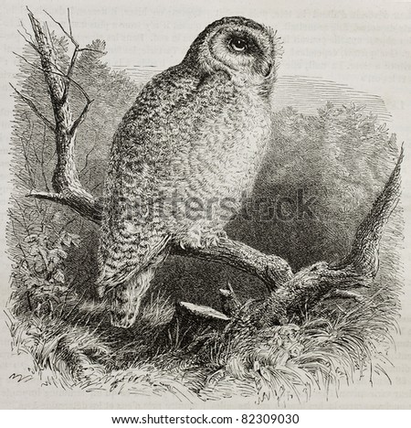 Old illustration of Snowy Owl (Bubo scandiacus). Created by unidentified author, published on Merveilles de la Nature, Bailliere et fils, Paris, 1878