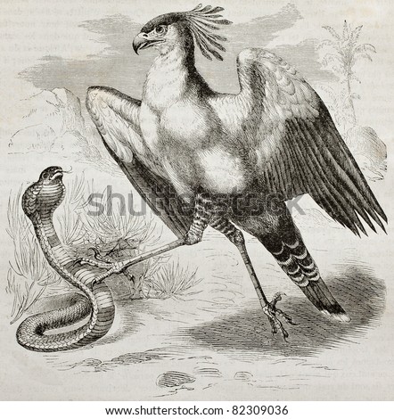 Old illustration of Secretarybird (Sagittarius serpentarius). Created by Kretschmer, published on Merveilles de la Nature, Bailliere et fils, Paris, 1878