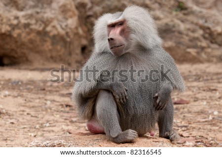 Male baboon sitting on the ground