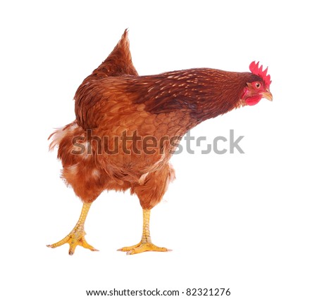 Brown hen isolated on white, funny hen looking at something on the side, studio shot. Royalty-Free Stock Photo #82321276
