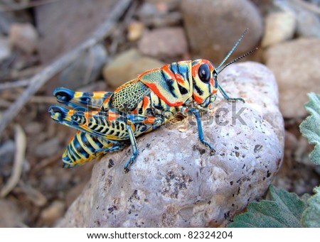 The bright and colorful Rainbow (Pictured) Grasshopper, Dactylotum