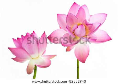 Twain pink water lily flower (lotus) and white background. The lotus flower (water lily) is national flower for India. Lotus flower is a important symbol in Asian culture.