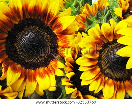 Beautiful fresh yellow Sunflower with petals closeup.