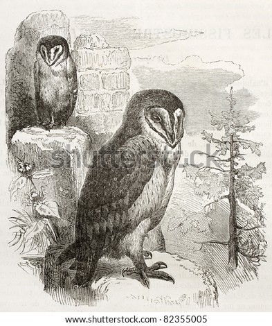 Barn Owl old illustration (Tyto alba). Created by Kretschmer and Jahrmargt, published on Merveilles de la Nature, Bailliere et fils, Paris, 1878
