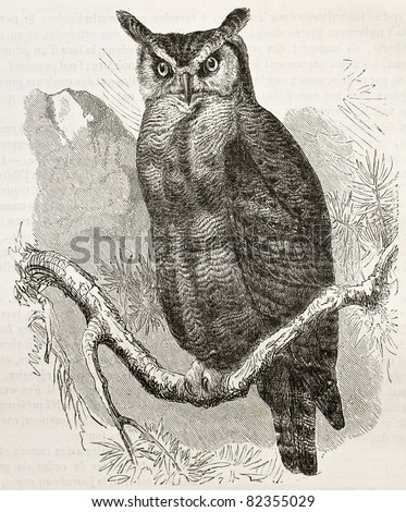 Great Horned-owl old illustration (Bubo virginianus), also known as Tiger Owl. Created by Kretschmer and Jahrmargt, published on Merveilles de la Nature, Bailliere et fils, Paris, 1878