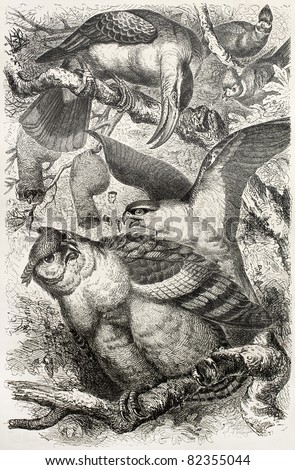 Greyish Eagle-owl old illustration (Bubo cinerascens) and other birds. Created by Kretschmer, published on Merveilles de la Nature, Bailliere et fils, Paris, 1878