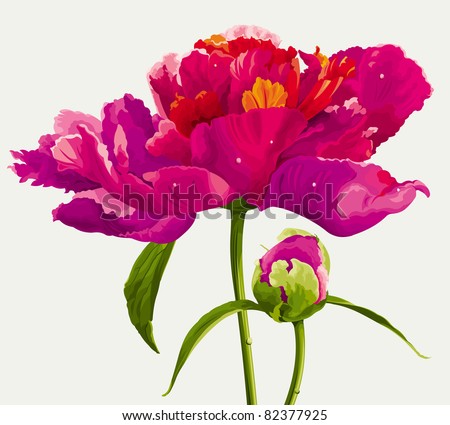 Luxurious red peony flower and the bud painted in bright colors Royalty-Free Stock Photo #82377925