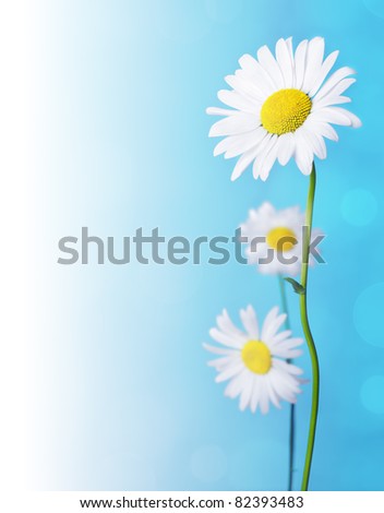 Daisy flowers on blue background.