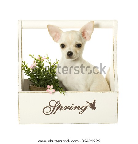 Beautiful white chihuahua puppy inside of a white flower box titled "Spring" with artificial pink flower plant, isolated on a white background.
