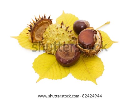 Brown chestnut nut closeup isolated on white