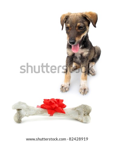 Adopted pariah dog puppy with huge bone