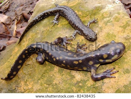 Eastern Tiger Salamander, Ambystoma tigrinum and smallmouth salamander, Ambystoma texanum