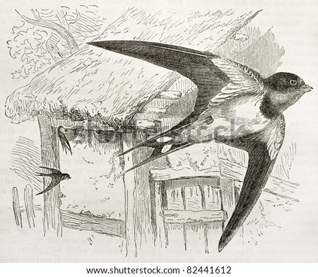 Barn Swallow old illustration (Hirundo rustica). Created by Kretschmer and Jahrmargt, published on Merveilles de la Nature, Bailliere et fils, Paris, 1878