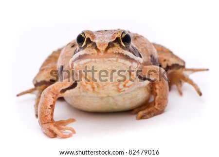 Rana arvalis. Moor frog on white background.