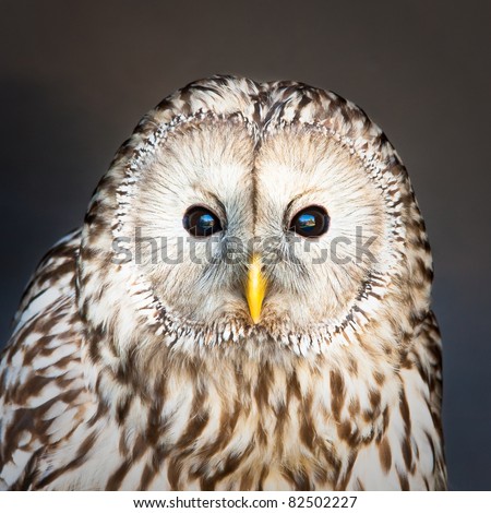 Lovely image of a ural owl looking at the viewer