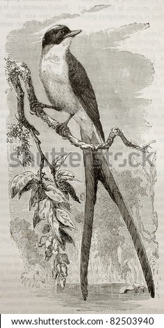Fork-tailed Flycatcher old illustration (Tyrannus savana). Created by Kretschmer and Illner, published on Merveilles de la Nature, Bailliere et fils, Paris, 1878
