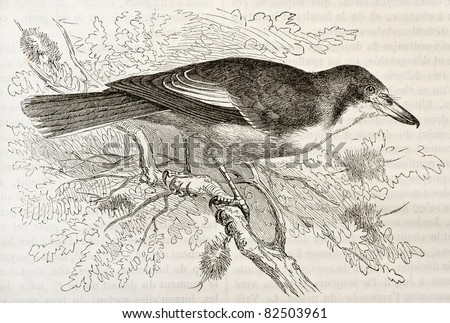 Grey Butcherbird old illustration (Cracticus torquatus). Created by Kretschmer, published on Merveilles de la Nature, Bailliere et fils, Paris, 1878