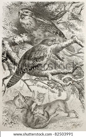 Tawny-shouldered Podargus old illustration (Podargus humeralis). Created by Kretschmer and Illner, published on Merveilles de la Nature, Bailliere et fils, Paris, 1878