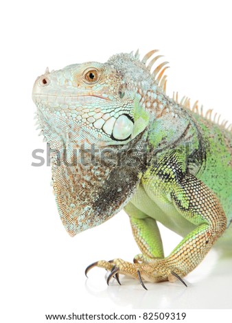 Green Iguana. Head portrait on white background