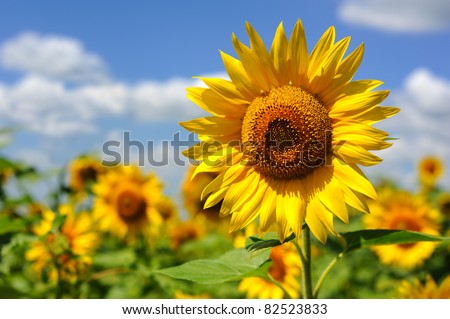 portrait of a sunflower in the field Royalty-Free Stock Photo #82523833