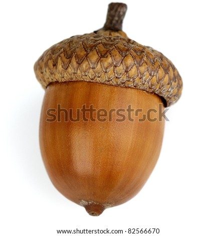 Dried acorn on a white background Royalty-Free Stock Photo #82566670